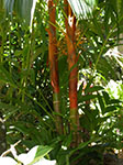 Areca vestiaria Orange